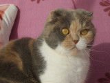 Notre Houna, Scottish Fold super maman qui nous a fait 5 superbes portees.