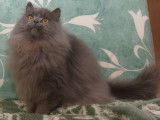 Notre Haribo, British Longhair