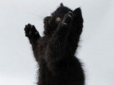 Lorien's cats