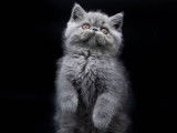 Lorien's cats
