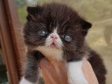 Lorien's cats