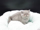 Lorien's cats