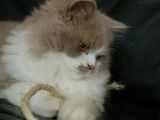 Chatterie aux Britéfoldencoeur