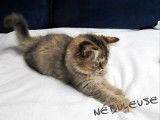 De L'Armonie Bouille