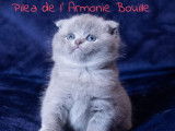 De L'Armonie Bouille