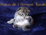 De L'Armonie Bouille
