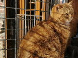 Chatterie de British Baccara