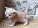 Chatterie de British Baccara