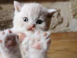 Chatterie de British Baccara