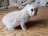 Chatterie de British Baccara