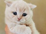 Chatterie de British Baccara