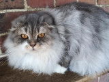 Chatterie de British Baccara