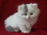 Chatterie de British Baccara
