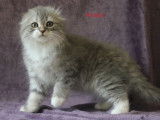 Chatterie de British Baccara