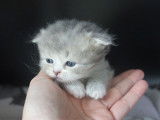 Chatterie de British Baccara