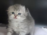 Chatterie de British Baccara