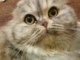 Chatterie de British Baccara