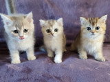 British shorthair