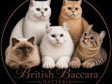 Chatterie de British Baccara