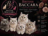 Chatterie de British Baccara