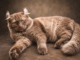 Chatterie de British Baccara