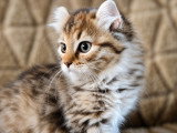 Chatterie de British Baccara