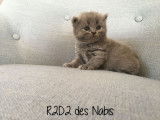 Chatterie des Nabis