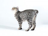 Lynx de France
