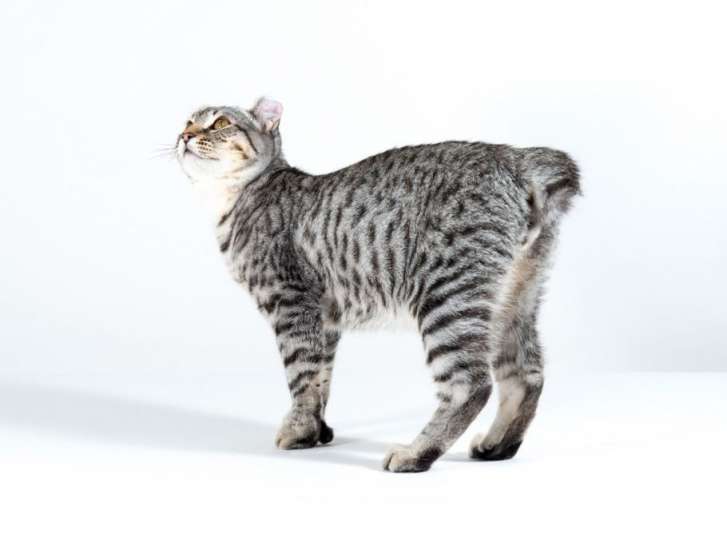 Highland lynx prix chat Highland Lynx