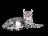 Lynx de France