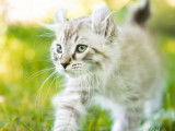 Lynx de France