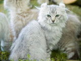 Lynx de France
