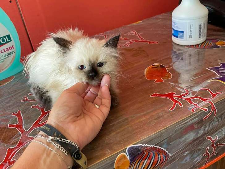 Petits Bouts du Bonheur