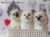 Des Ptits Chamours
