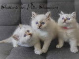 Des Ptits Chamours