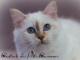 Des Ptits Chamours