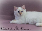 Des Ptits Chamours