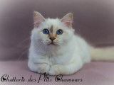 Des Ptits Chamours