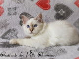 Des Ptits Chamours