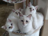 Des Ptits Chamours