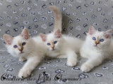 Des Ptits Chamours