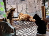 Pension pour chats à Menton