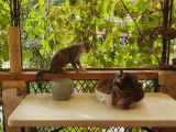 Pension pour chats à Menton