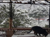 Pension pour chats à Menton