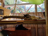 Pension pour chats à Menton