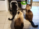 Pension pour chats à Menton