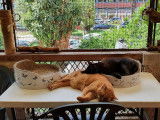 Pension pour chats à Menton