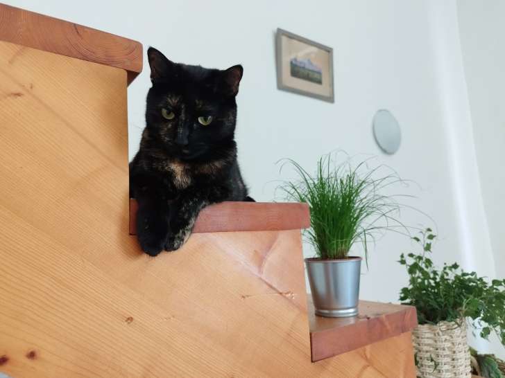 Éthique Animale Services