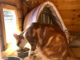 La Maison des Chats