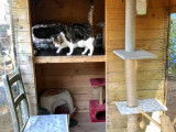 La Maison des Chats